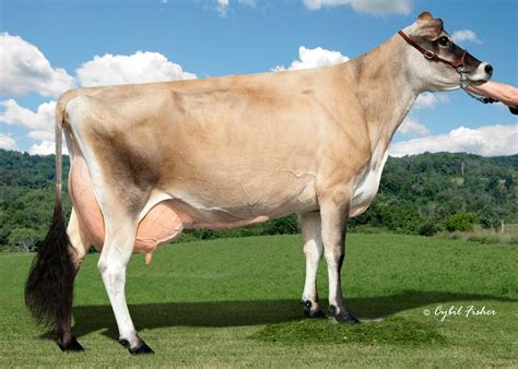 Jersey Milk Cows for Sale. . Jersey cows for sale in alberta
